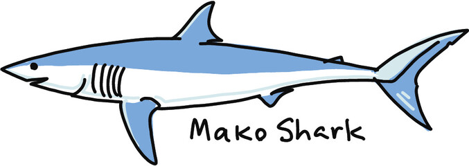 illustration of a mako shark