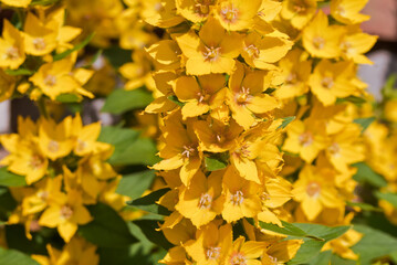 Dotted Loosestrife (Lysimachia punctata) in garden