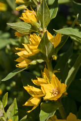 Obraz premium Dotted Loosestrife (Lysimachia punctata) in garden