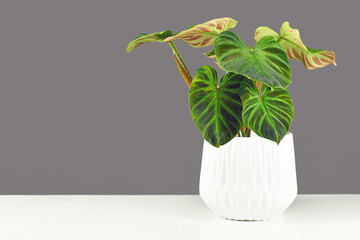 Tropical 'Philodendron Verrucosum' houseplant with dark green veined velvety leaves in flower pot in front of gray wall