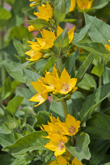 Dotted Loosestrife (Lysimachia punctata) in garden