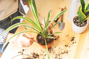 Woman gardeners taking care and transplanting plant a into a new white pot on the wooden table....