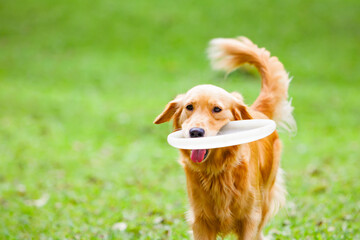 Photo of golden retriever having fun at outdoor walk. Happy dog catch and retrieve flying disk....