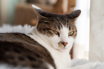 見つめる猫　キジトラ猫