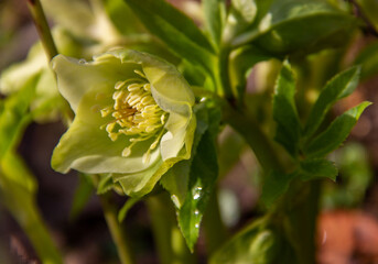 Herbaceous perennial plant hellebore blooms in early spring. Primroses in the garden. Spring flowers.