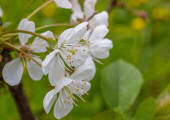Blossoming branch of a cherry tree close-up..White flowers springtime in the garden. Nature background.