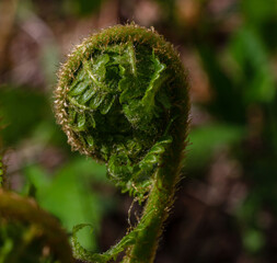 Green young shoot of fern in springtime. Curly leaf of fern close-up, selective focus.