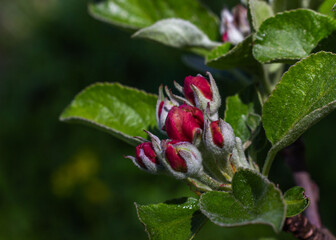 Bright crimson apple tree buds. Spring blooming branches in garden. Nature background in early spring.