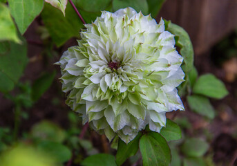 White green double clematis flower. Beautiful climbing plant of gardens and parks.