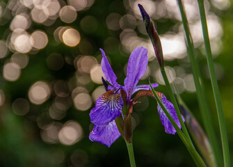 Iris sibirica. Blue purple flower of Siberian iris on a bokeh green background.