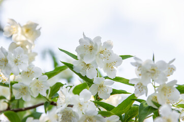 White False Jasmine Flowers close-up. Blooming sprig of mock orange. Philadelphus. Nature background.
