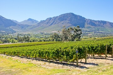 Scenic view of vineyards near Franschhoek with mountains in the background