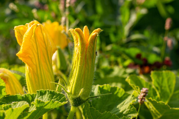 Yellow zucchini flower in the vegetable garden. Attractive for pollinating insects. Nature background.
