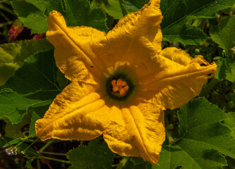 Opened flower yellow zucchini in the  vegetable garden. Attractive for pollinating insects. Nature background.