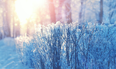 winter nature background. snowy branches, beautiful winter forest landscape. sunny frosty weather....