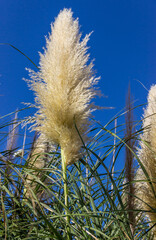 Pampas grass against blue sky..Fluffy panicles of Cortaderia selloana. Plant from the cereal family.
