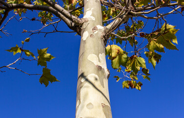 Trunk of a young sycamore tree. Platanus orientalis. Chinar. Tree branches and bark on a blue sky background close-up.