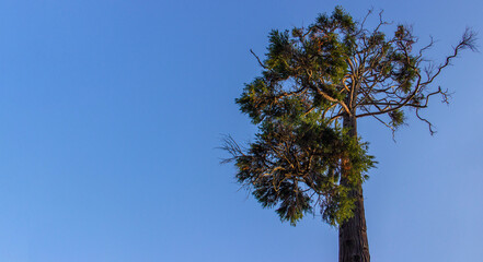 Evergreen coniferous tree with spreading branches on a blue sky background. Сopy space for text.