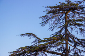 Evergreen coniferous tree with spreading branches on a blue sky background. Сopy space for text.
