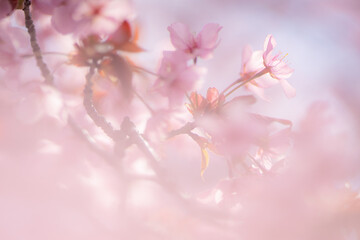 pink cherry blossom