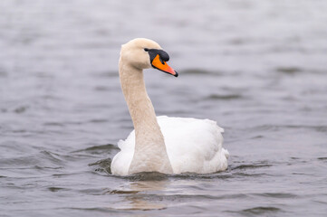 Obraz premium Swan on the water at golden sunset.