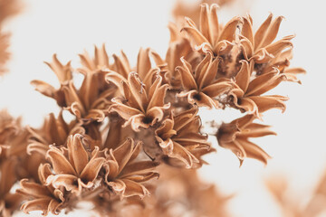 Branch of dry brown bell shape flowers on light background macro