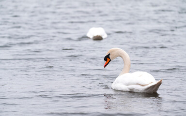 Fototapeta premium Swan on the water at golden sunset.