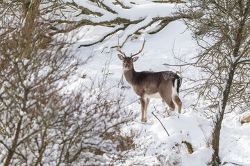 Naklejka premium Fallow deer in wintertime with fresh fallen snow.