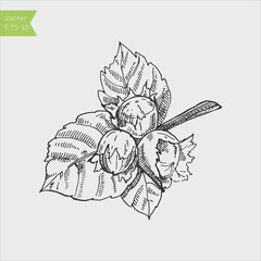 Hand drawn sketches hazelnuts vector illustration on white background in vintage style.