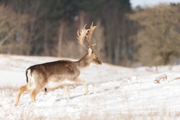 Fallow deer in wintertime with fresh fallen snow.