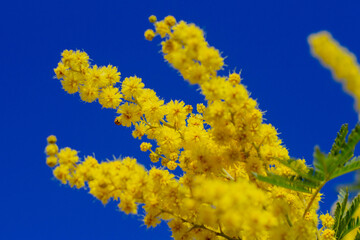 Vivid shot of Acacia pycnantha flowers (mimosa tree, golden wattle) with blue sky in background.bright yellow flowers, coojong, golden wreath wattle, orange wattle, blue-leafed wattle, acacia saligna.