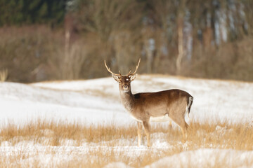 Naklejka na ściany i meble Fallow deer in wintertime with fresh fallen snow.