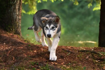 Naklejka na ściany i meble Alaskan Malamute puppy dog walks in the forest by the pond 