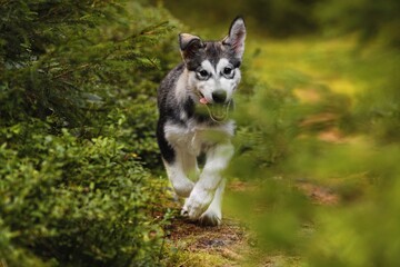 Naklejka na ściany i meble Alaskan Malamute puppy dog runs in the meadow