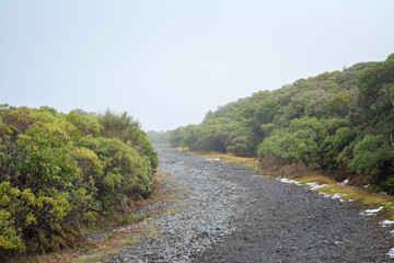 Curving gravel trail in the bushy mountains. Foggy day at Mt Taranaki, New Zealand