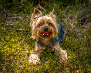 yorkshire terrier portrait