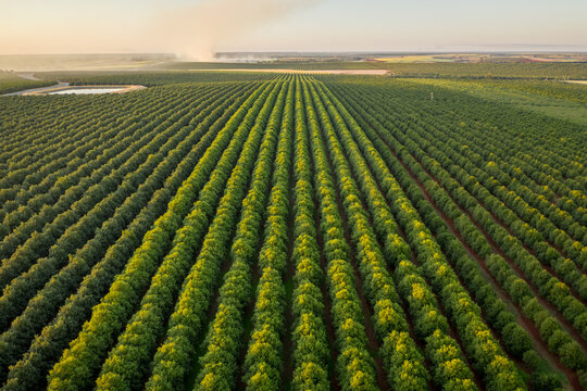 Aerial view of an enormous field near Isis Central countryside at sunset, Queensland, Australia.