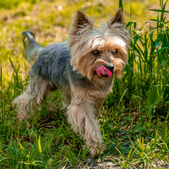 yorkshire terrier on the green grass