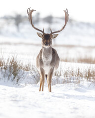 Fallow deer in wintertime with fresh fallen snow.