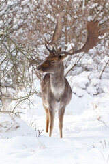 Fallow deer in wintertime with fresh fallen snow.