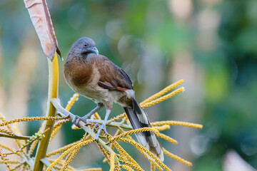 Grey-headed chachalaca (Ortalis cinereiceps) perched on a branch in the rainforest of Boca Tapada in Costa Rica. 