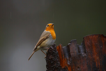 European Robin (Erithacus rubecula) sitting in the forest of Overijssel in the Netherlands.