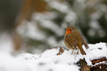 European Robin (Erithacus rubecula) in the snow in the forest of Overijssel in the Netherlands.