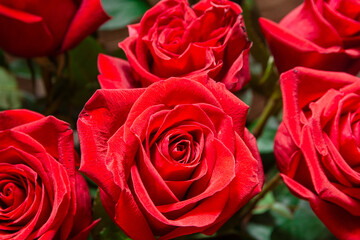Fresh red roses. A gift to your beloved woman