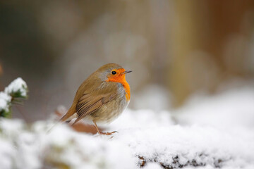 European Robin (Erithacus rubecula) in the snow in the forest of Overijssel in the Netherlands.