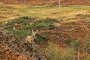 Highland Stag