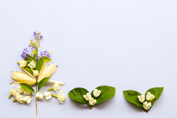 crown flower,white champaka ,purple flower,jasmine smell fragrance flora of asia thailand arrangement flat lay postcard style on background white