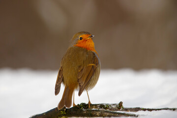 European Robin (Erithacus rubecula) in the snow in the forest of Overijssel in the Netherlands.