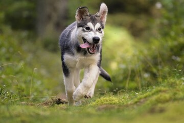 Alaskan Malamute puppy dog runs in the forest 
