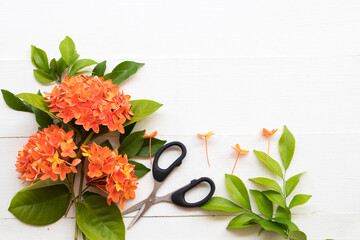 orange flowers spike flora of asia arrangement with scissors arrangement flat lay postcard style on...